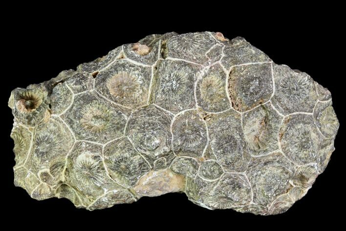 Fossil Coral (Actinocyathus) Head - Morocco #105704